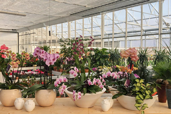 Orchideen, Zimmerpflanzen, Dekoration